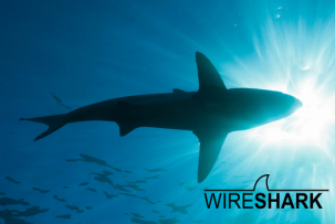 Vuelve el detective de paquetes: Wireshark 4.6.3 llega con parches de seguridad